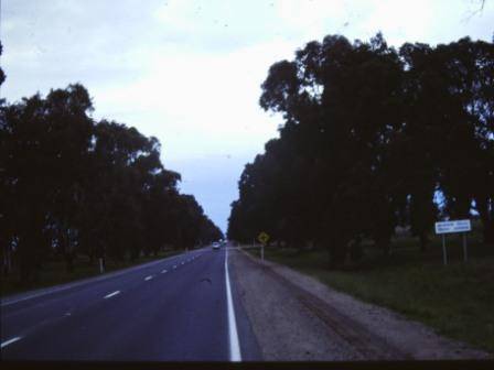 T11115 Eucalyptus Spp.