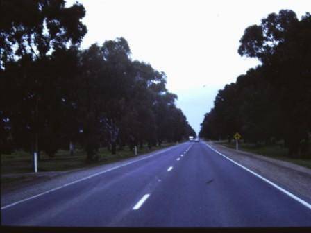 T11115 Eucalyptus Spp.