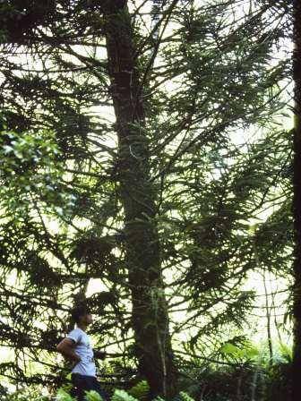 T11126 Araucaria sp.