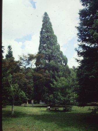 T11132 Hesperocyparis cashmeriana