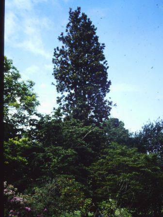 T11138 Knightia excelsia