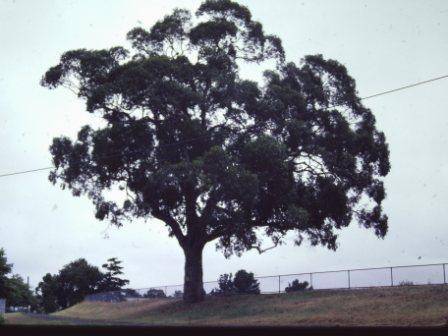 T11146 Eucalyptus camaldulensis