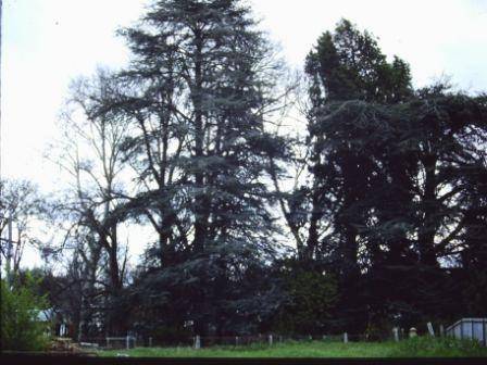 T11179 Cedrus atlantica f glauca