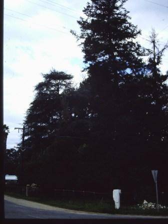 T11181 Abies pinsapo