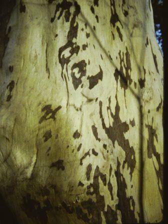 T11186 Corymbia maculata