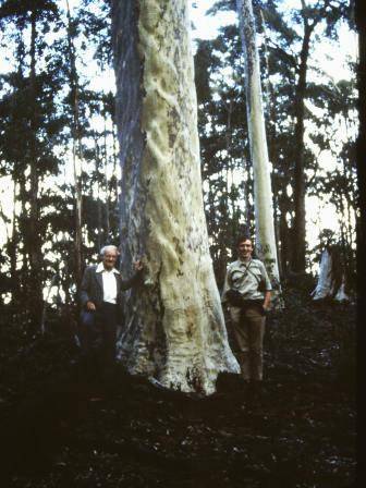 T11186 Corymbia maculata