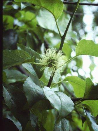 T11198 Maclura pomifera