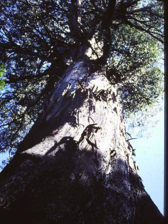 T11202 Eucalyptus regnans