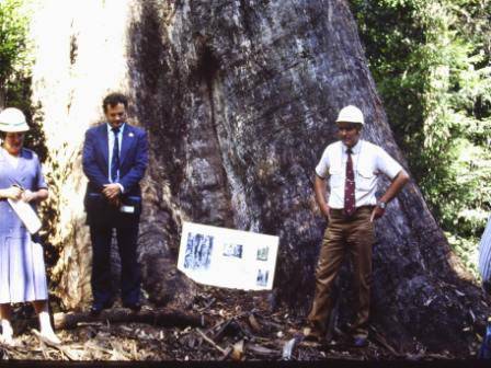 T11202 Eucalyptus regnans