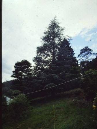 T11203 Cedrus atlanica f. glauca