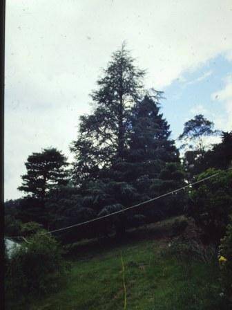 T11203 Cedrus atlanica f. glauca