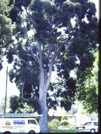 T11204 Angophora costata