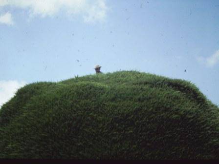 T11228 Hesperocyparis macrocarpa