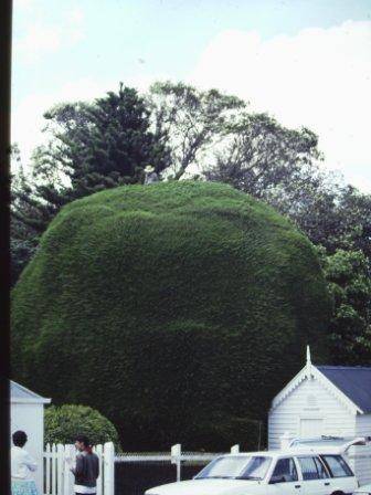 T11228 Hesperocyparis macrocarpa
