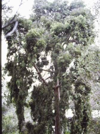 T11250 Angophora costata