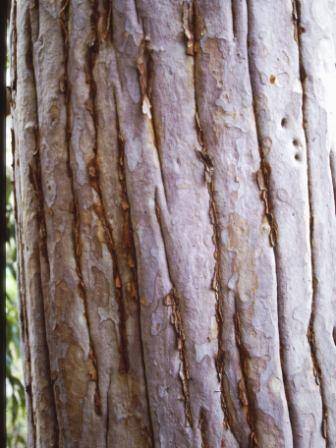 T11250 Angophora costata