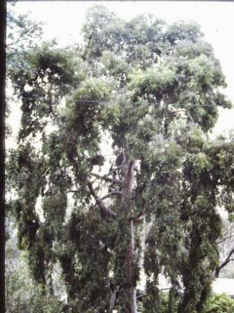 T11250 Angophora costata
