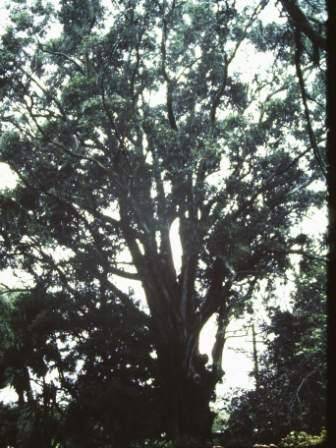 T11312 Eucalyptus globulus subsp. globulus