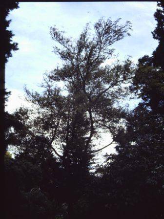 T11323 Fraxinus excelsior 'Auereo-variegata'