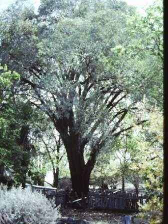 T11346 Eucalyptus sideroxylon