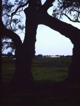 T11365 Eucalyptus camaldulensis