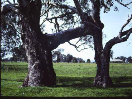 T11365.Eucalyptus camaldulensis