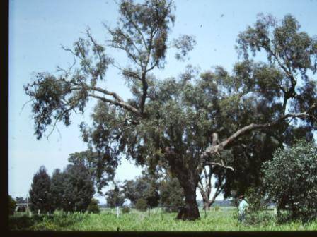 T11366 Eucalyptus  melliodora