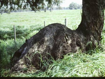 T11366.Eucalyptus  melliodora