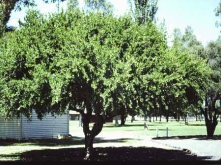 T11375 Dovyalis caffra