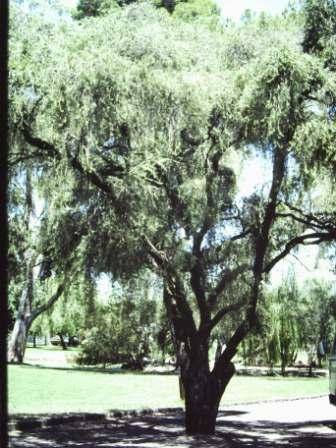 T11376 Callistemon brachyandrus