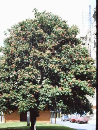 T11379 Aesculus x carnea