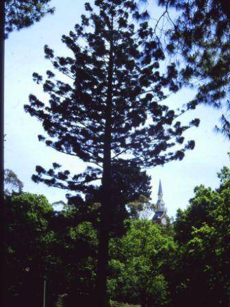 T11385 Araucaria cunninghamii
