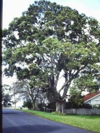 T11388 Angophora costata