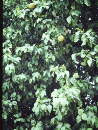 T11397 Citrus maxima 