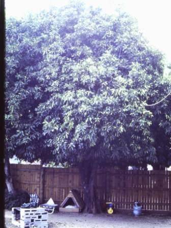T11397 Citrus maxima 