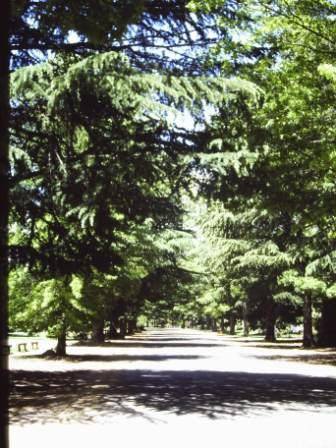 T11402 Quercus palustris et alia