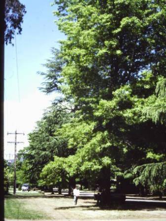 T11402 Quercus palustris et alia