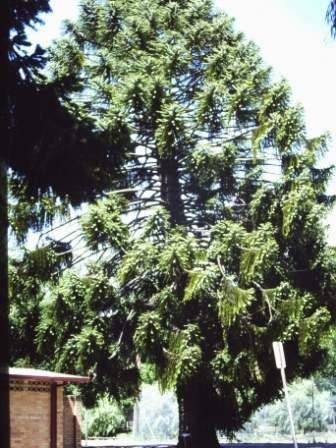 T11403 Cedrus deodara  et alia