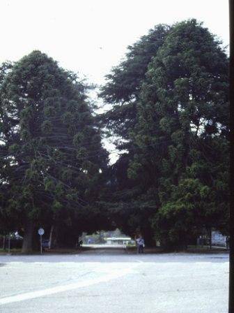 T11403 Cedrus deodara  et alia