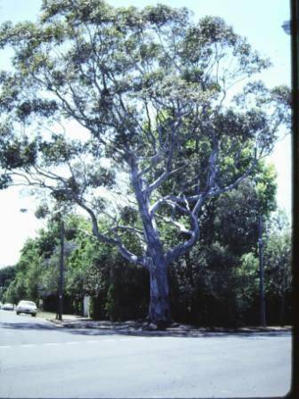 T11417 Eucalyptus cladocalyx