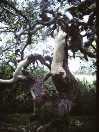 T11422 Eucalyptus camaldulensis 