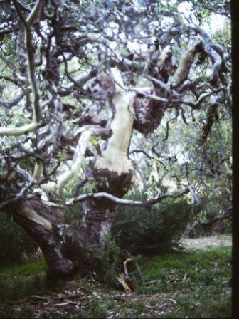 T11422 Eucalyptus camaldulensis 