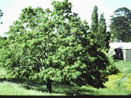 T11436 Acer platanoides