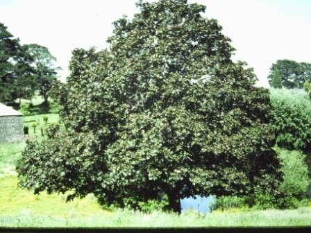T11436 Acer platanoides