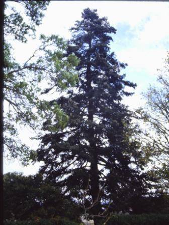 T11437 Abies pinsapo 