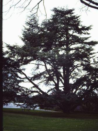 T11442 Cedrus atlantica f. glauca