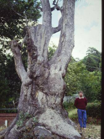 T11469 Eucalyptus microcarpa