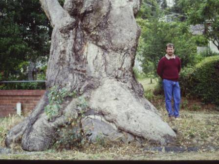 T11469 Eucalyptus microcarpa