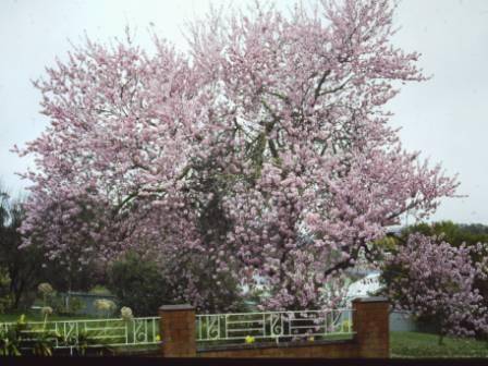 T11515 Prunus pollardi