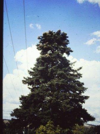 T11516 Abies pinsapo